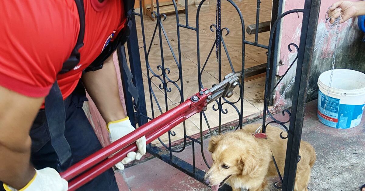 Ao menos quatro animais são resgatados a cada 24 horas no AM