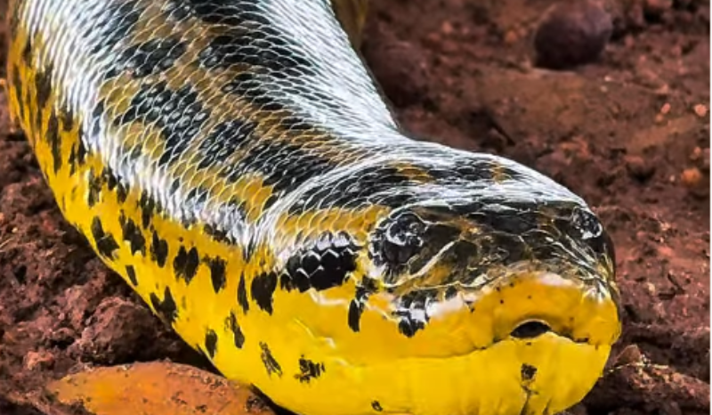 beleza de sucuri chama atenção no Pantanal; VEJA