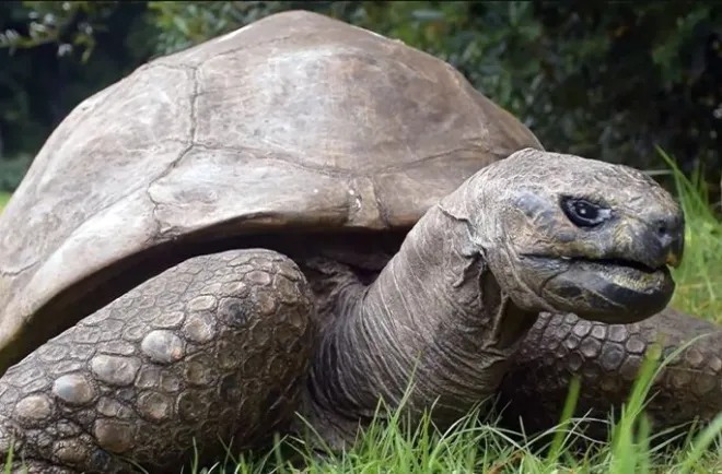 Morre Jonathan, tartaruga mais velha do mundo, aos quase 200 anos