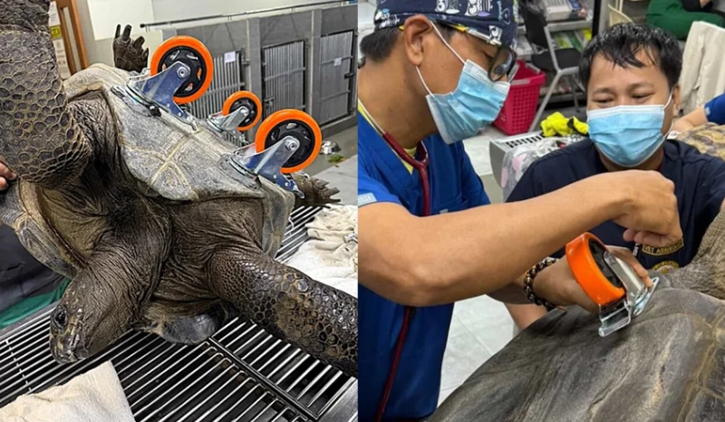 Tartaruga volta a andar após ganhar “cadeira de rodas” adaptada; VEJA