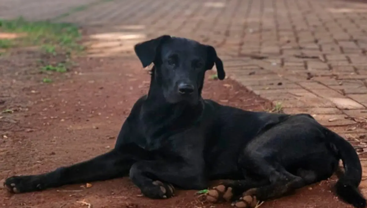 Bombeiro que matou cachorro Brutus não sabe se foi mordido