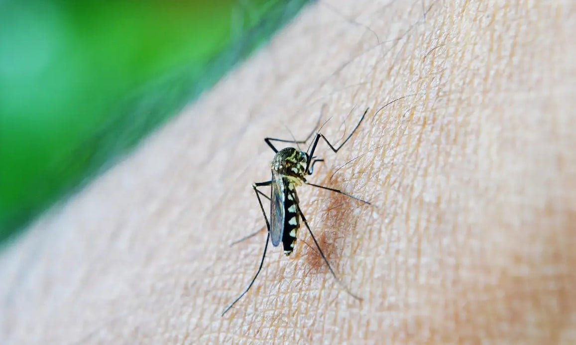 Casos de dengue caem 75% no Brasil em 2026, aponta Ministério da Saúde