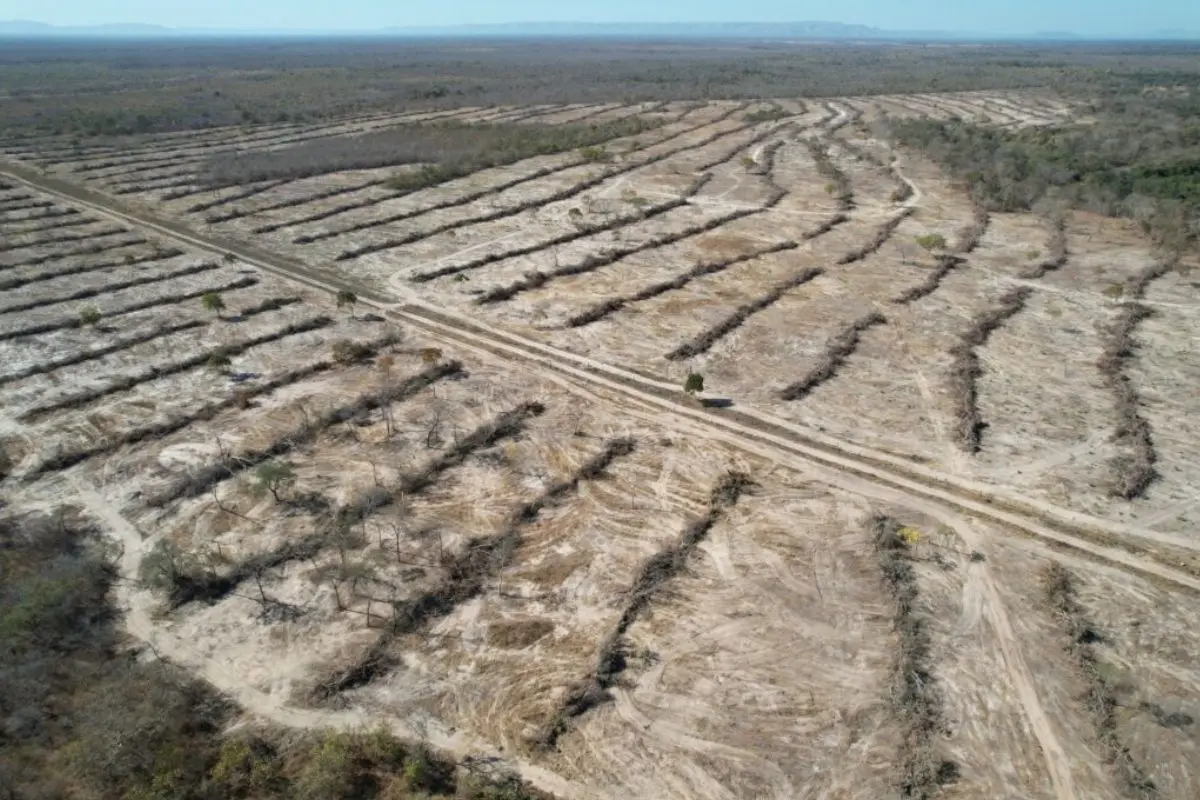 Desmatamento em Goiás cai 44%, aponta Mapbiomas