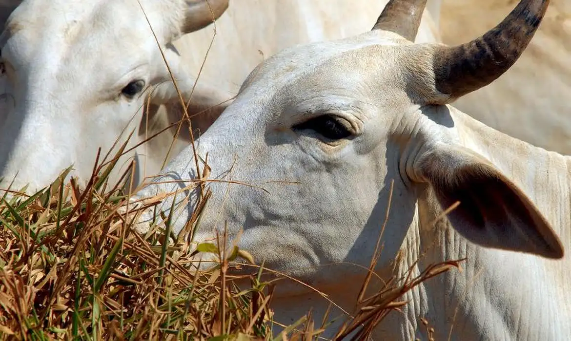 União Europeia barra compra de carne brasileira por falhas em controle sanitário