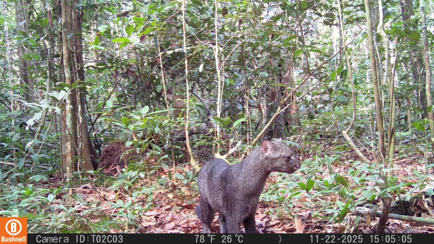 Gato-mourisco é registrado pela primeira vez em estação ecológica no norte do Pará; veja