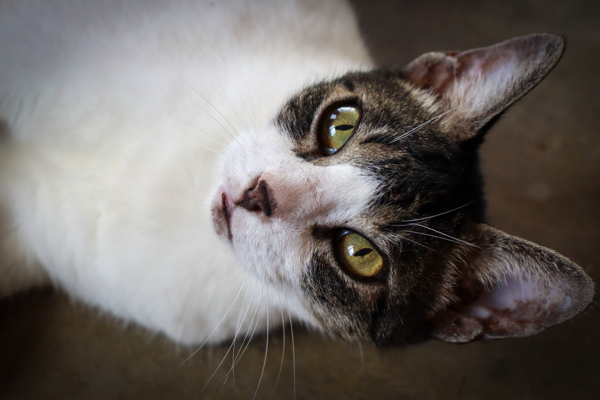 Mercado pet, voltado para animais domésticos, deve movimentar bilhões até 2030