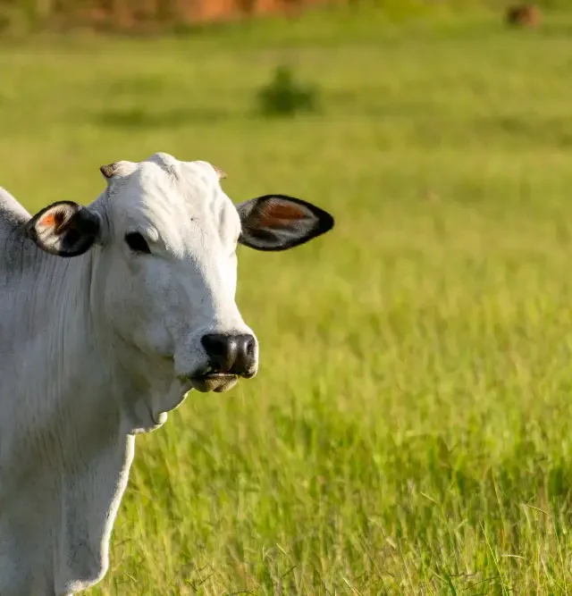 Agropecuária lidera crescimento e impulsiona PIB do Brasil no 1º trimestre, que avança 1,1%