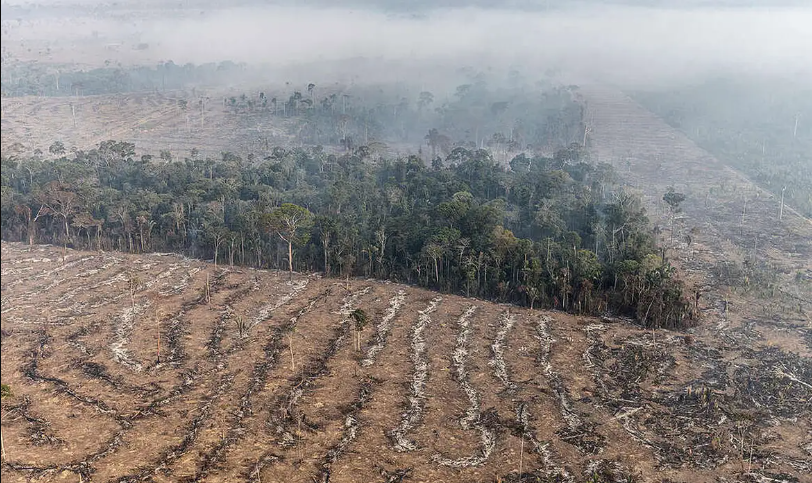 Estudo de longo prazo na Amazônia descarta teoria de savanização