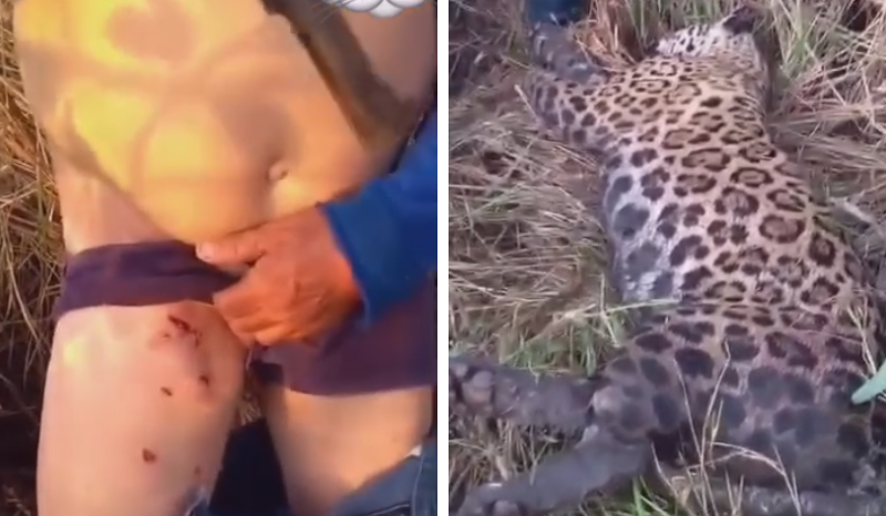 homem sobrevive a ataque de onça-pintada e abate o animal no AM