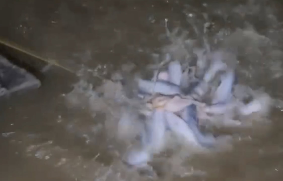 Candiru-açu devora frango em menos de dois minutos em rio da Amazônia