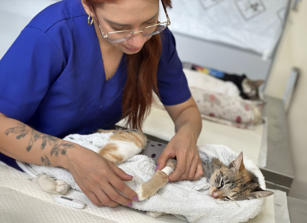 Prefeitura de Belém realiza mutirão de castração gratuita de gatos nesta quinta-feira (21)