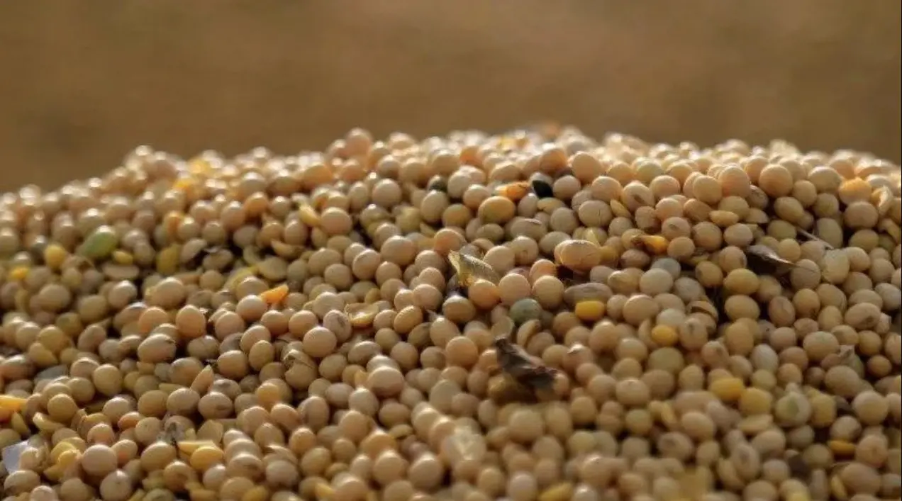 Produção de grãos no Acre soma 197 mil toneladas, mas custo de insumos ameaça produtores