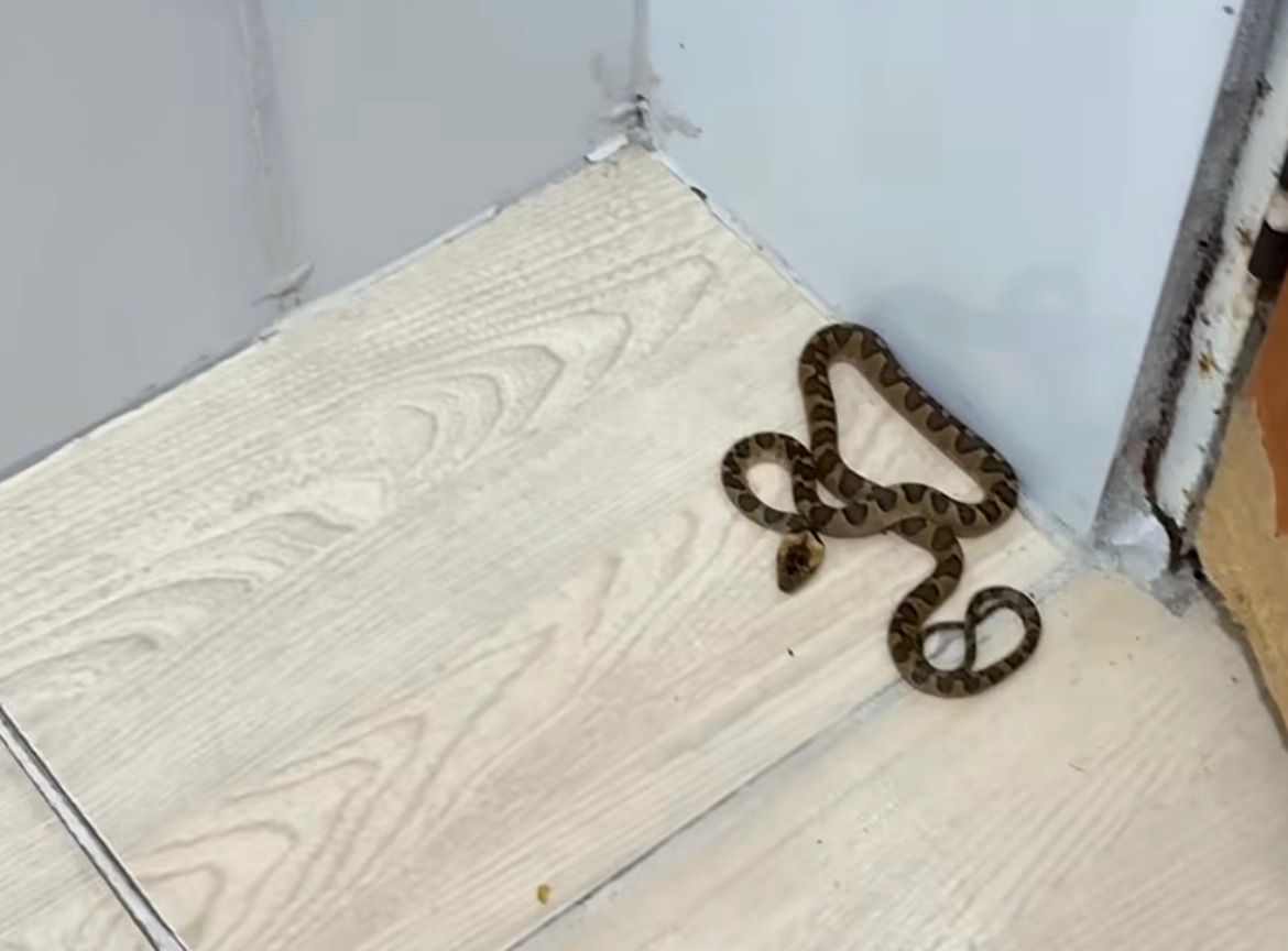 Mulher acorda de madrugada, vai ao banheiro e dá de cara com cobra