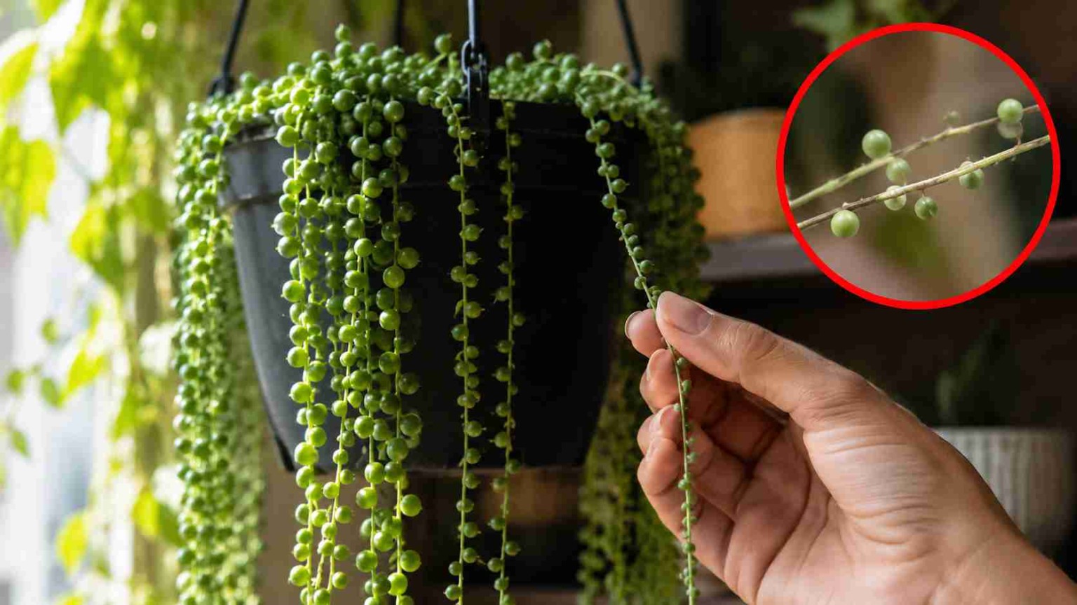 Colar-de-pérolas: 3 ajustes simples evitam que a planta fique rala e ajudam a manter o efeito cascata cheio, volumoso e muito mais ornamental