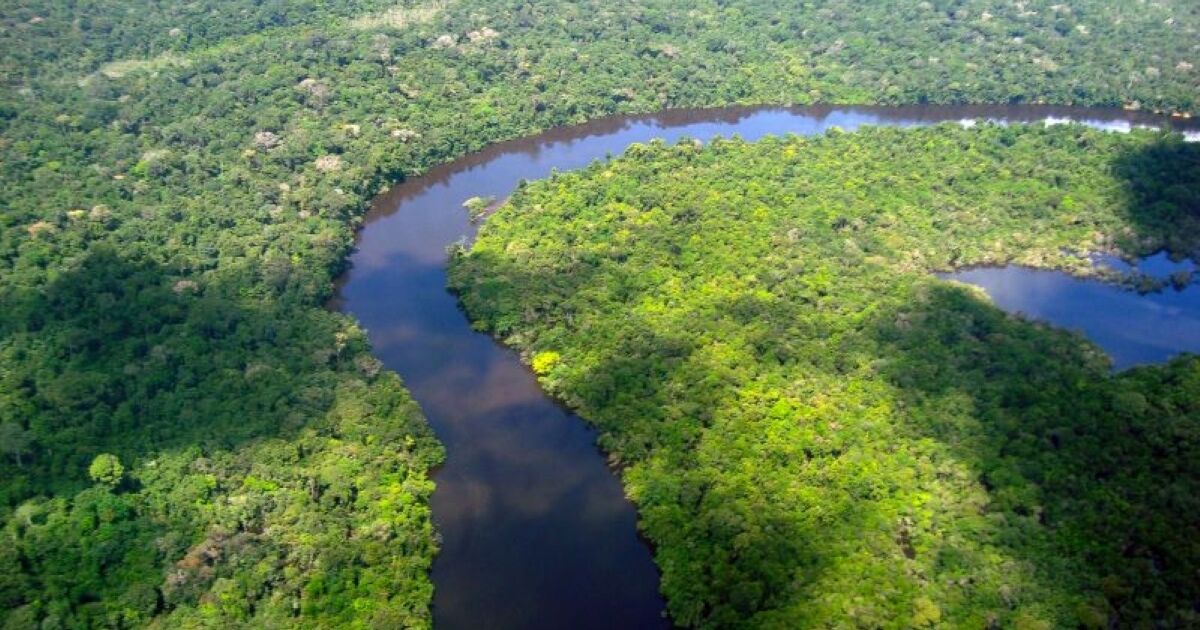 AM reduz desmatamento em 14,6% em 2025, aponta relatório do MapBiomas