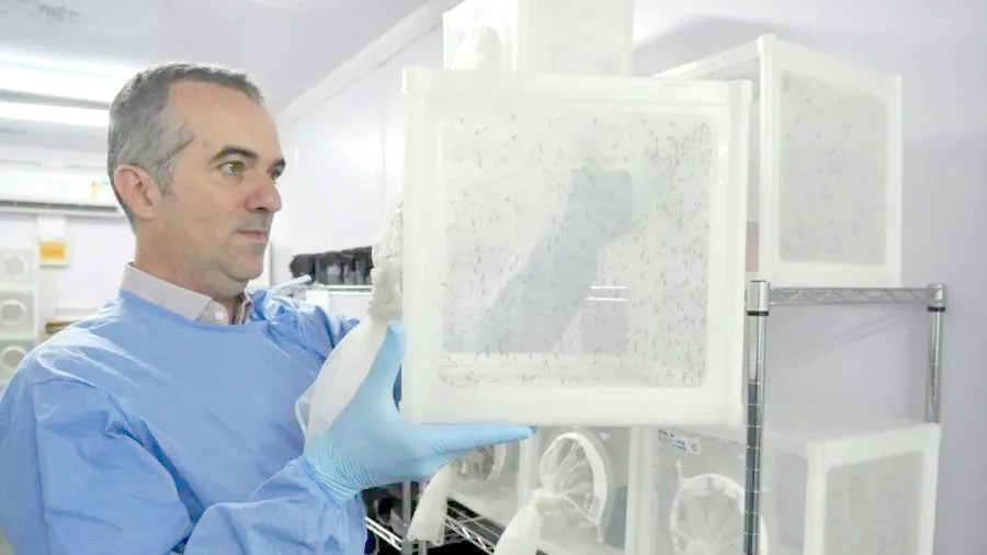 Quem é o brasileiro premiado por bloquear o “Aedes” – Diário do Amapá