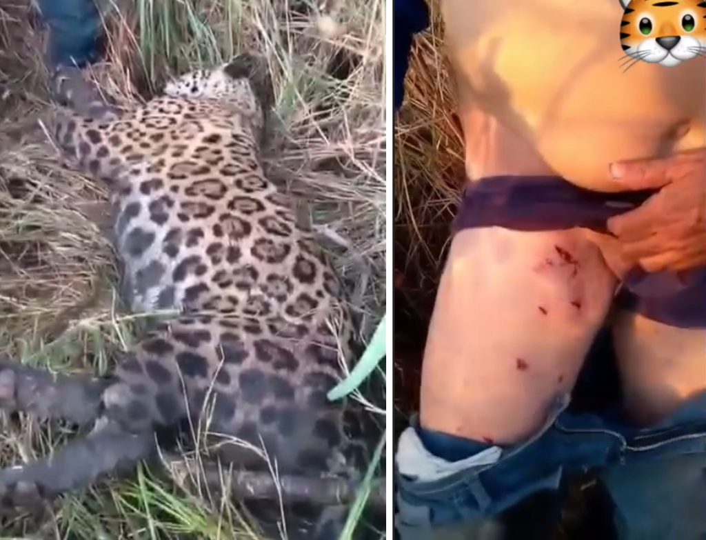 Homem sobrevive a ataque de onça-pintada no Amazonas