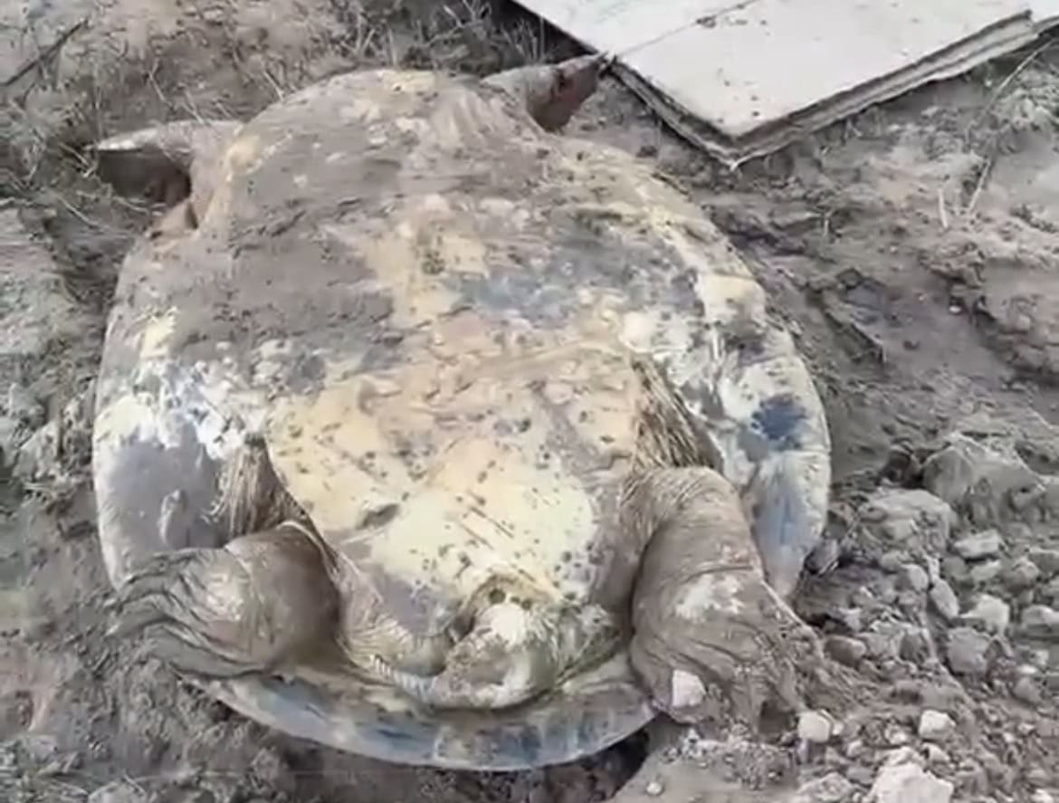 Tartaruga é capturada por pescador na Gameleira e impressiona pelo tamanho