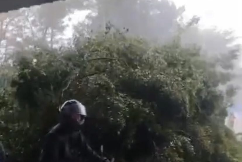 Árvore caí em estacionamento de supermercado durante forte chuva