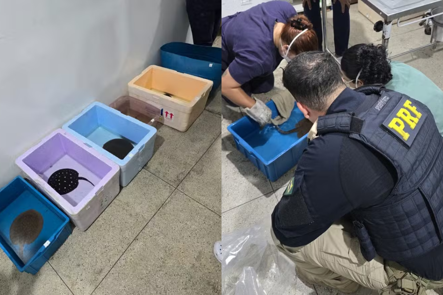 PRF resgata arraias transportadas de forma irregular na BR-316, em Castanhal
