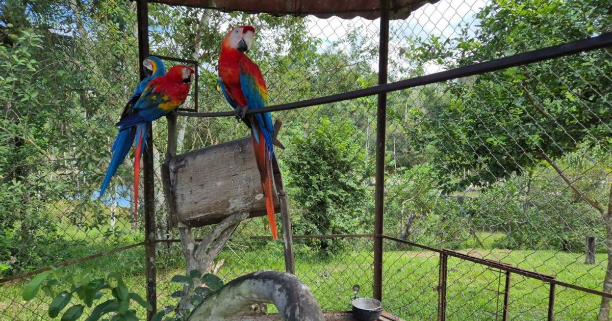 Aves e jabutis são apreendidos em ação contra cativeiro ilegal em Manaus