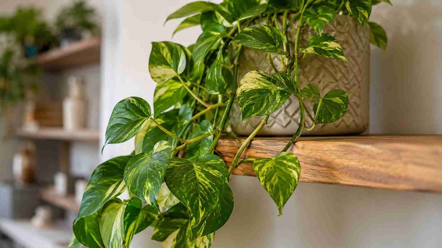 5 cuidados simples que fazem a jiboia criar um efeito cascata volumoso e elegante em abientes internos com decoração minimalista