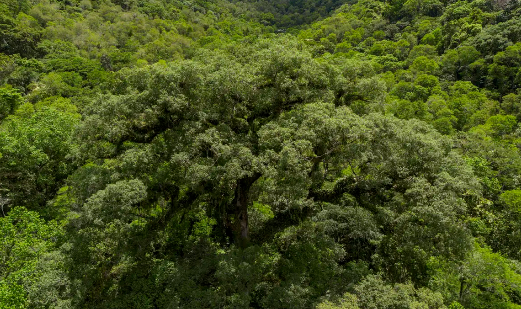 Desmatamento da Mata Atlântica tem queda de 28% em um ano