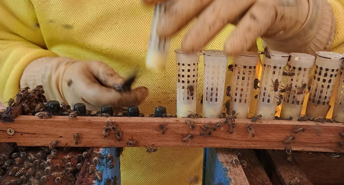 Parceria fortalece proteção ambiental e apicultura em Porto Velho