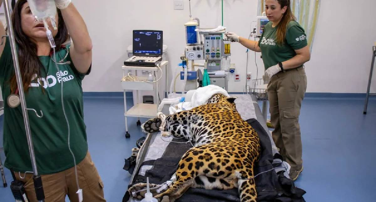 Transfusão em onça-pintada salva felino em SP