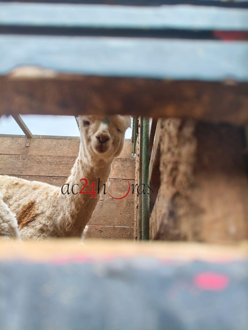 Caminhão transportando lhamas é abordado e animais são apreendidos na Tucandeira