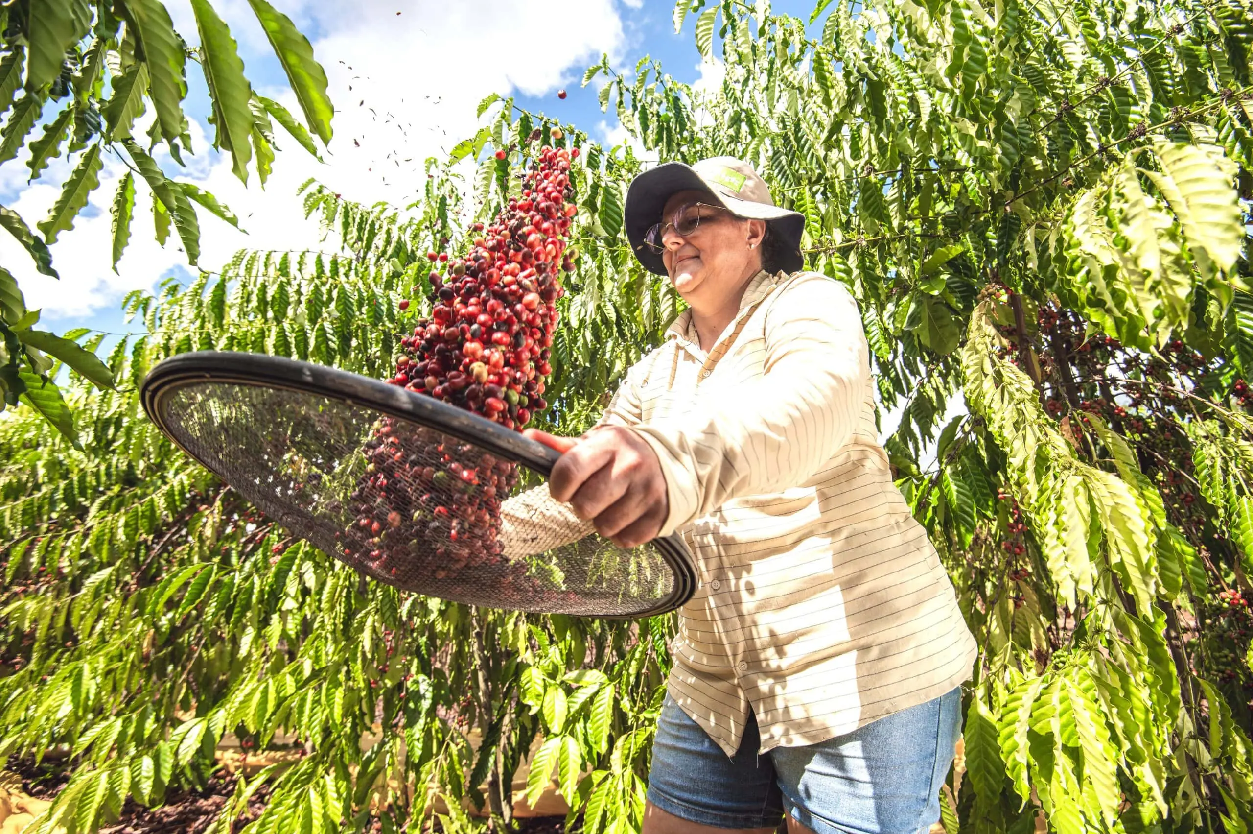 Acre tem 83% dos cafeicultores formados por pequenos produtores, aponta Sebrae