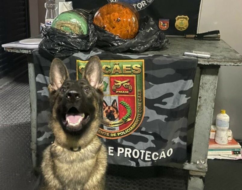 Cão policial localiza R$ 1,5 milhão em cocaína escondida em barco no AM