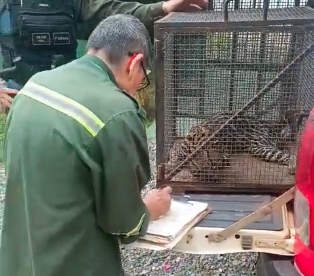 Jaguatirica atropelada na PA-370 é tratada em estado crítico no ZooUnama em Santarém