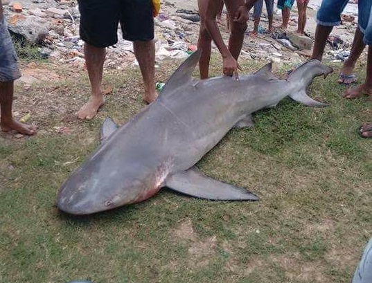 Tubarões nas praias de São Luís: avistamentos reacendem debate sobre presença de espécies no litoral maranhense