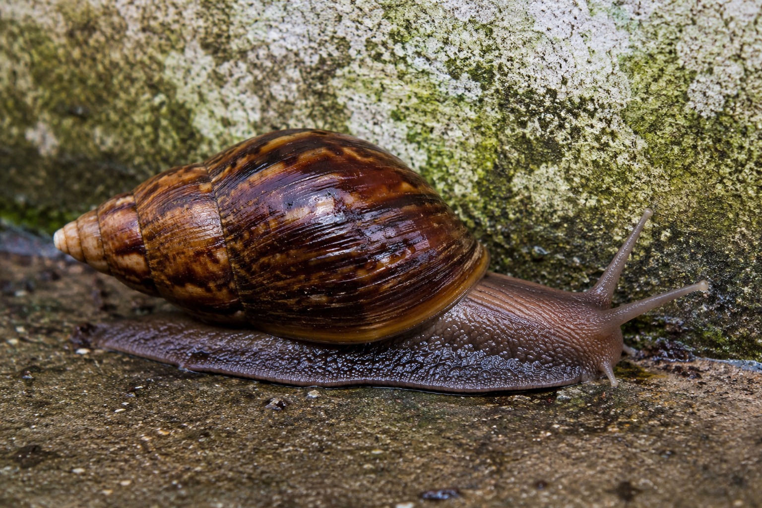 Caramujo africano: entenda quais os perigos e o que fazer ao se deparar com o bicho