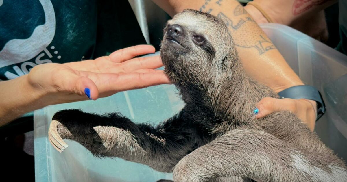 Animais silvestres são resgatados de exploração turística em Iranduba no AM