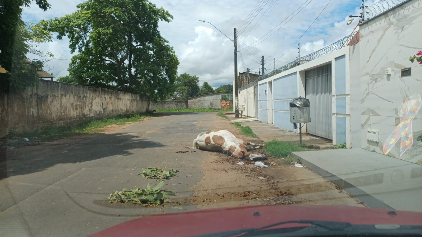 Após atropelamento, corpo de cavalo segue exposto em rua no Jóquei Clube