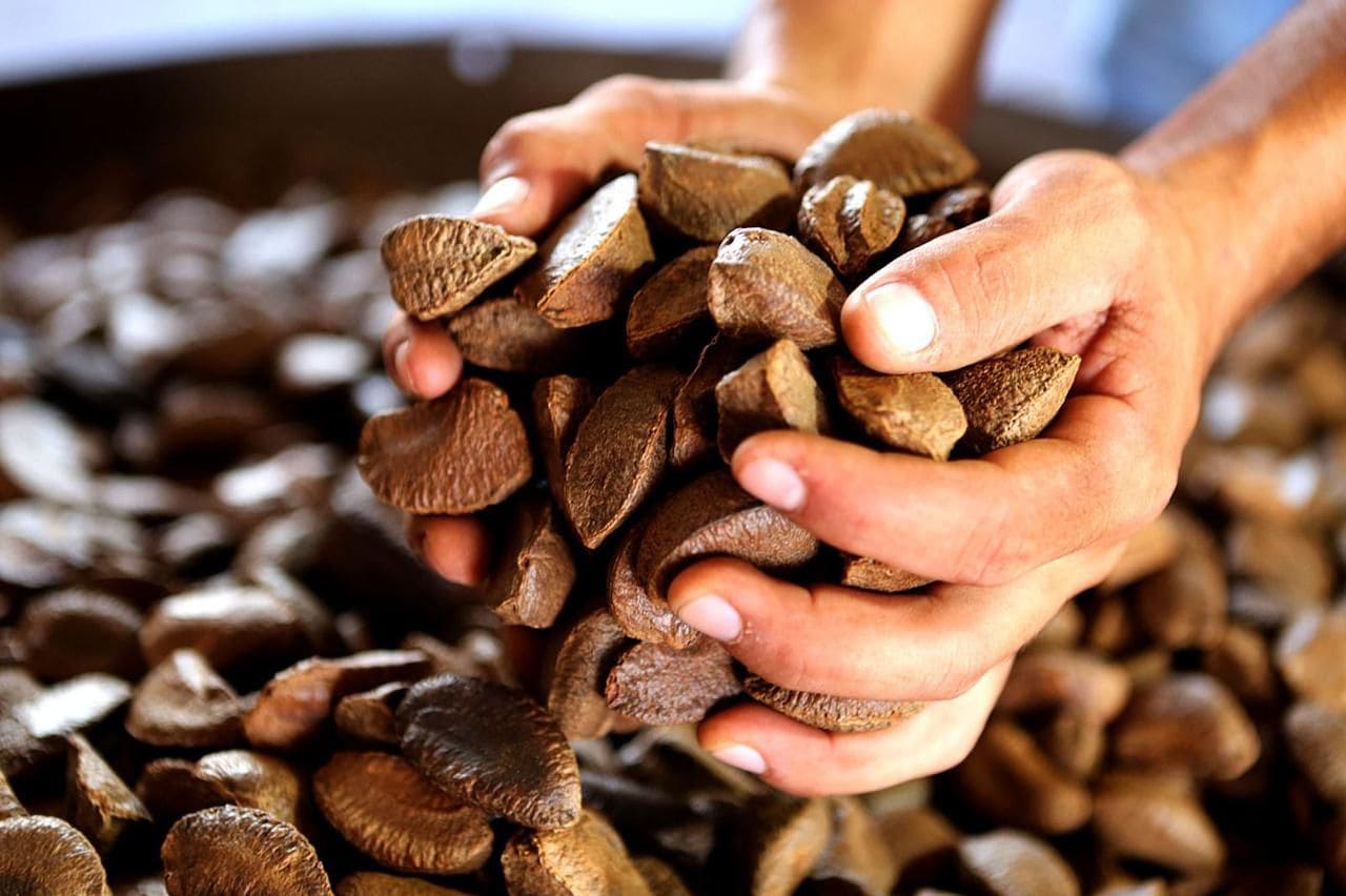 Seminário busca impulsionar o agroextrativismo no Alto Acre