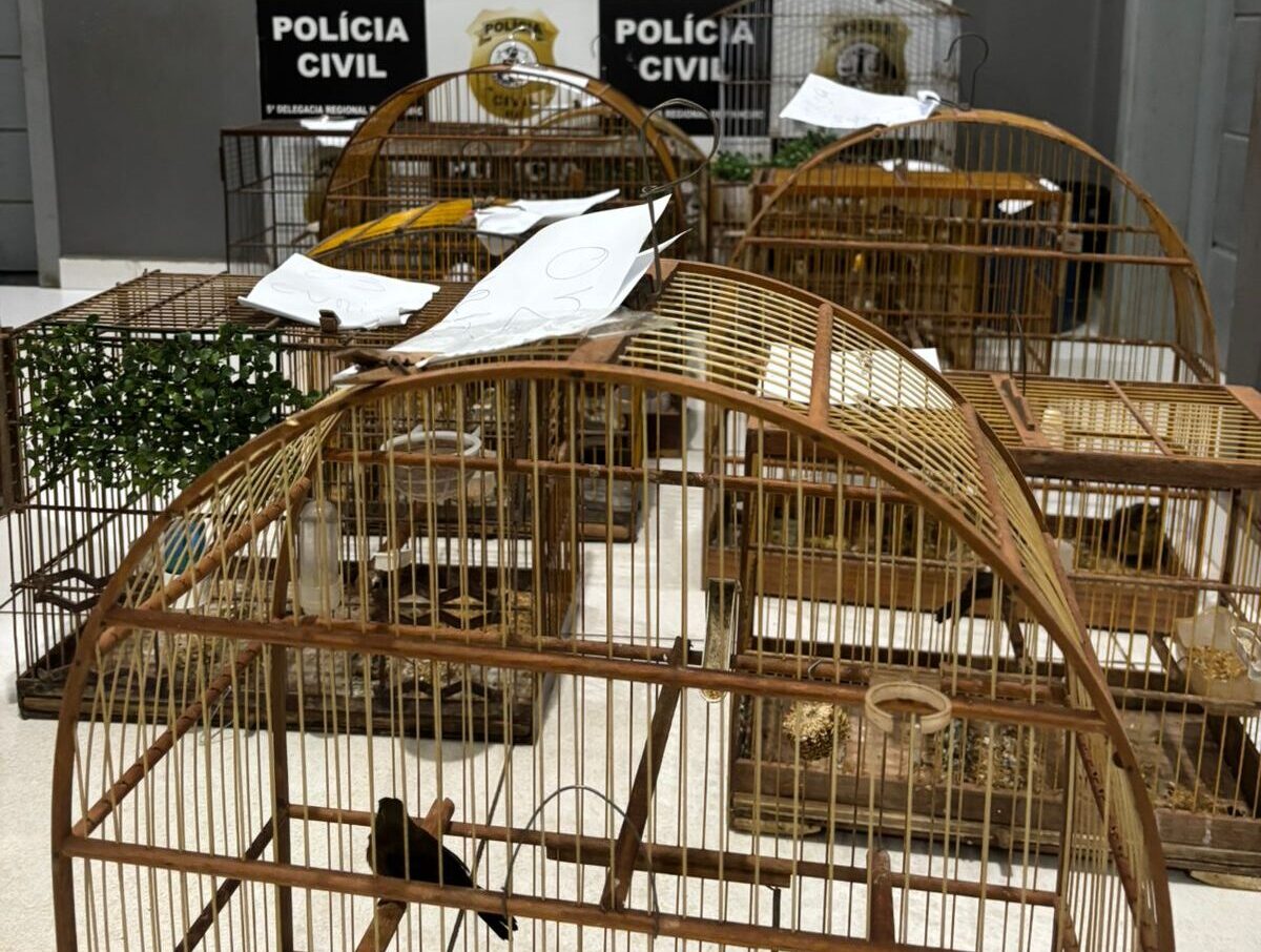 Operação apreende 14 aves silvestres mantidas em cativeiro ilegal em Pinheiro