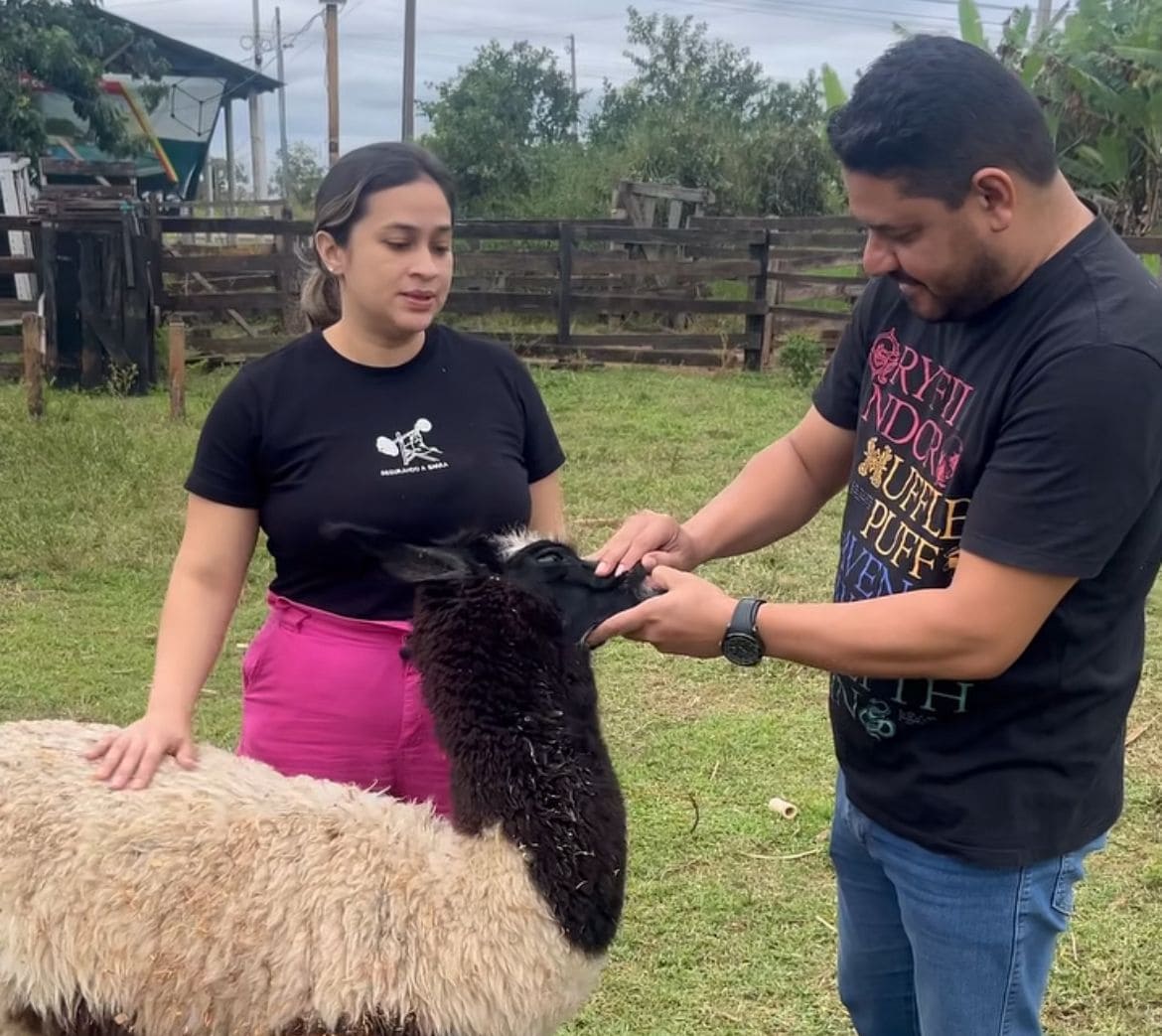 Lhamas apreendidas no Acre seguem sob cuidados de ONG enquanto Justiça decide destino dos animais