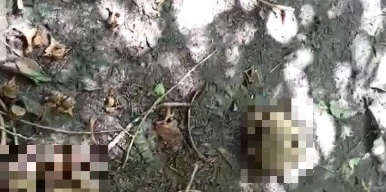 Ossada humana é encontrada em área de mata em Santa Cruz do Arari, no Marajó