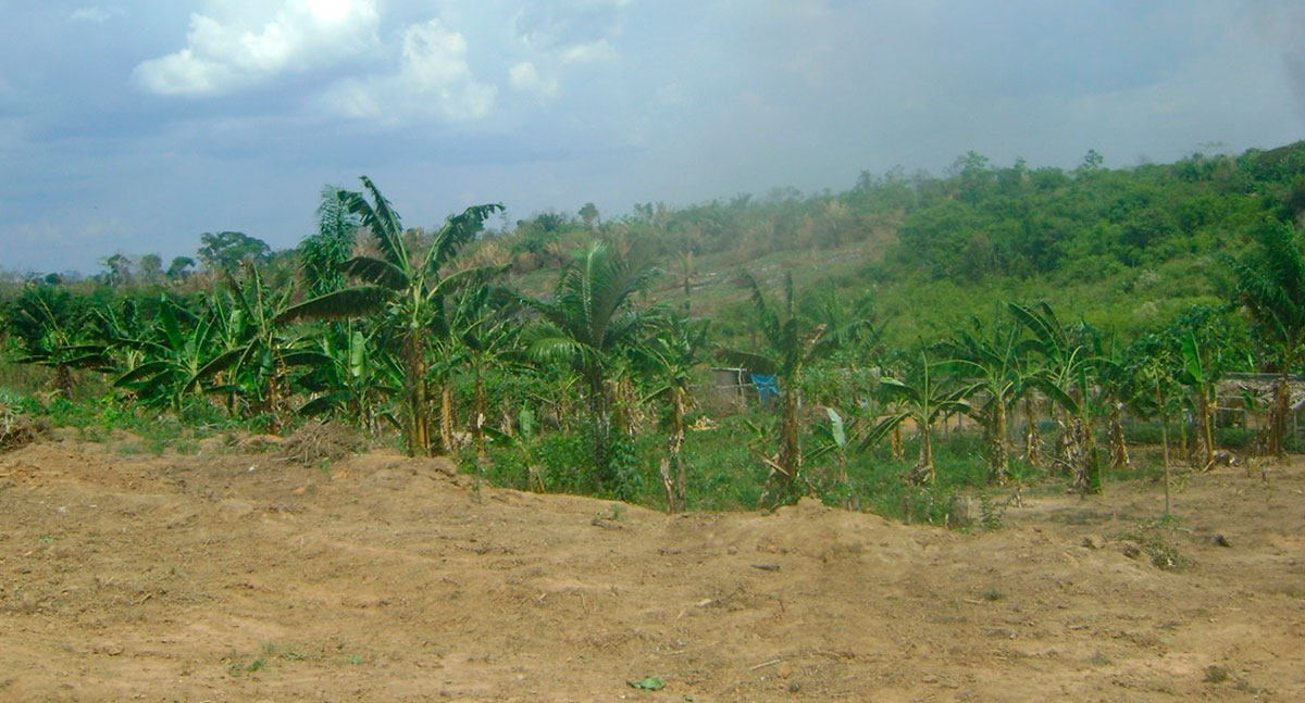 AMAZÔNIA CAMPONESA VII – News Rondônia
