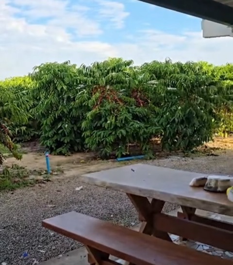 Bocalom grava vídeo e defende café como saída econômica