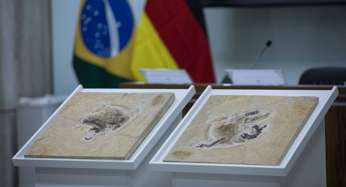 Brasil intensifica esforços para repatriar fósseis e patrimônios