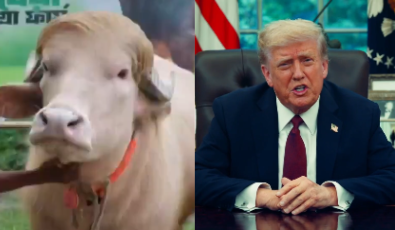 búfalo albino vira celebridade e é comparado com presidente Donald Trump