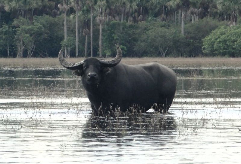 MPF pressiona pecuaristas a retirar mais de 6 mil búfalos de reserva no Amapá – SelesNafes.com