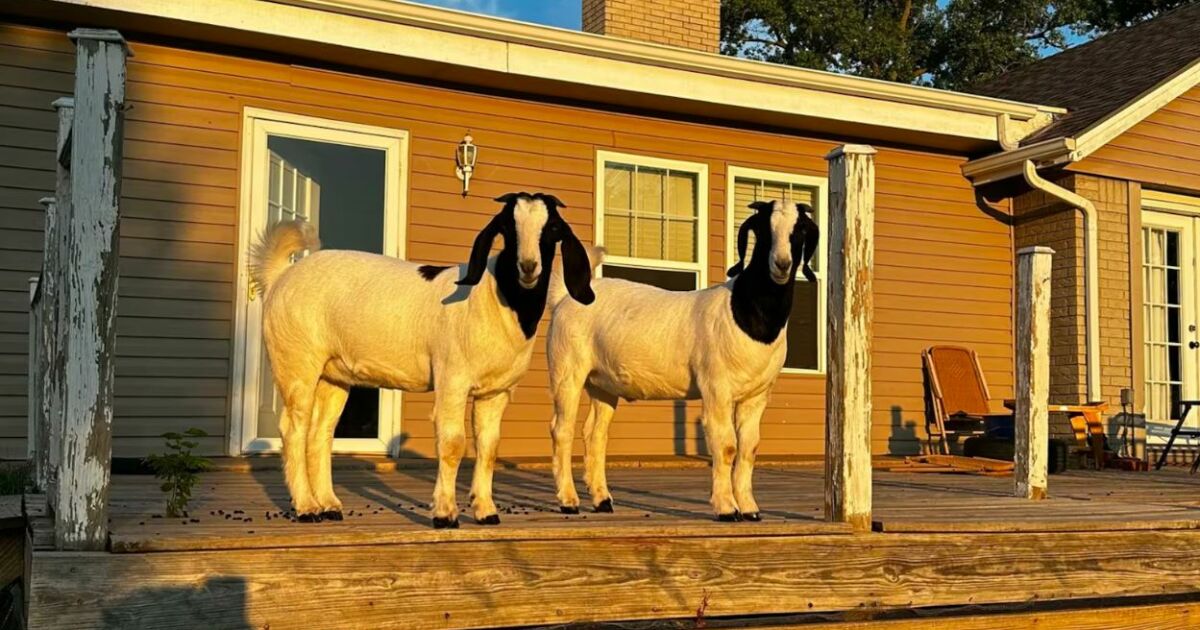Cabras de estimação salvam família presa sob destroços após tornado