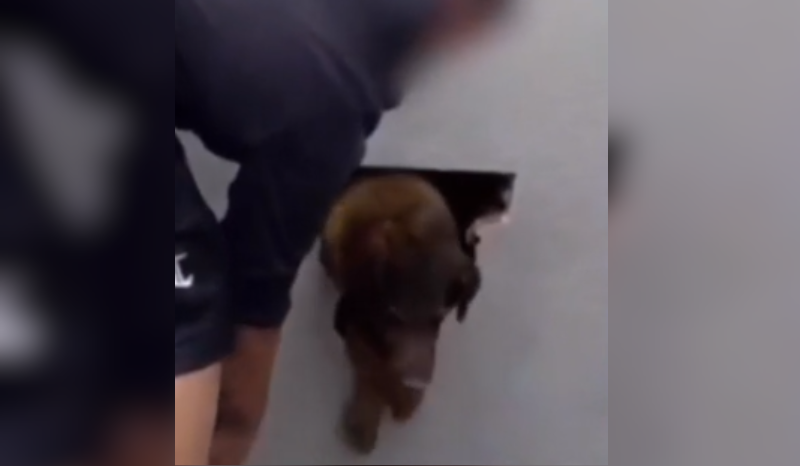 desaparecida há 10 dias, cachorrinha é achada presa em parede