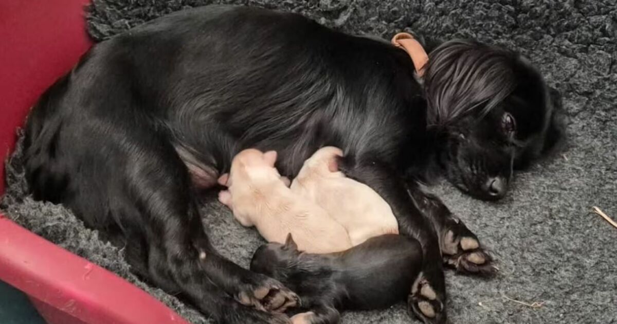 Cadela some, dá à luz na mata, é encontrada e leva donos até os filhotes