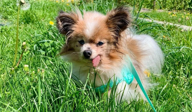 Cachorro idoso pode bater recorde mundial aos 31 anos após adoção